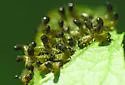 Sunflower Tortoise Beetle - photo 4