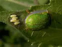 Sunflower Tortoise Beetle - photo 5