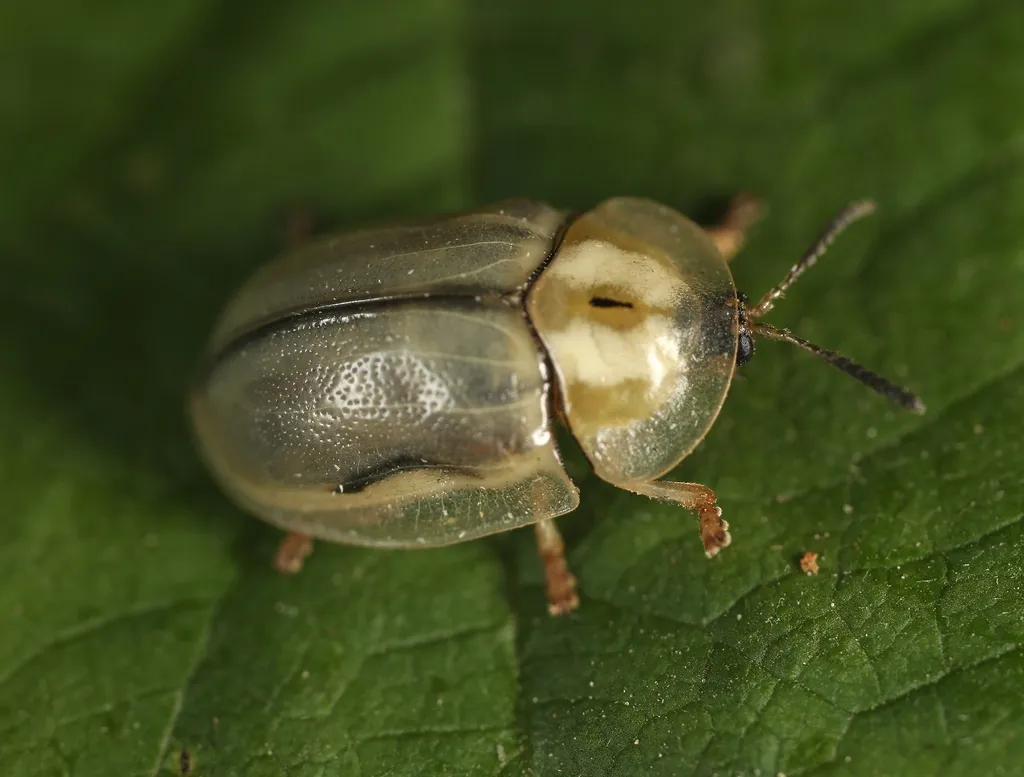 Horsemint Tortoise Beetle - photo 2