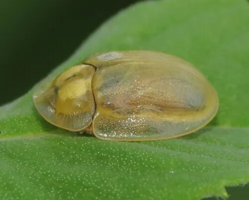 Horsemint Tortoise Beetle - photo 3