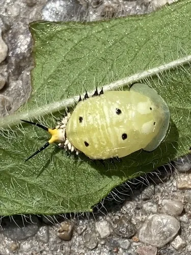 Horsemint Tortoise Beetle - photo 4