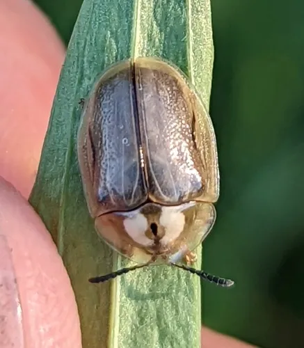 Horsemint Tortoise Beetle - photo 6