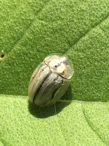 Horsemint Tortoise Beetle - photo 7