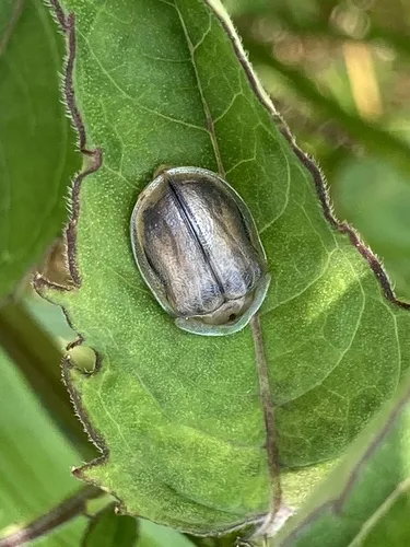 Horsemint Tortoise Beetle - photo 8