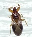 Physopleurella mundula