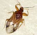 Physopleurella mundula - photo 2