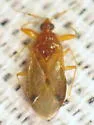 Physopleurella mundula - photo 3