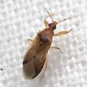 Physopleurella mundula - photo 5