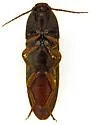 Physorhinus fusculus - Physorhinus fusculus