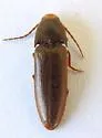 Physorhinus fusculus - photo 2