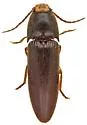 Physorhinus fusculus - photo 3