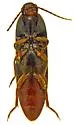 Physorhinus fusculus - photo 4