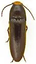 Physorhinus fusculus - photo 5