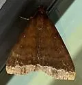 Physula albipunctilla - Hodges#8390.2 - photo 4