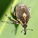 European Water Milfoil Weevil - Phytobius leucogaster