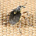 European Water Milfoil Weevil - photo 2
