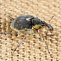 European Water Milfoil Weevil - photo 3