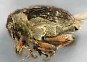 European Water Milfoil Weevil - photo 4