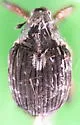 European Water Milfoil Weevil - photo 5