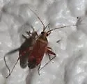 Phytocoris acaciae