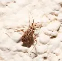 Phytocoris acaciae - photo 2