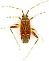 Phytocoris acaciae - photo 3
