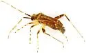 Phytocoris acaciae - photo 4