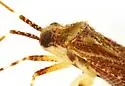 Phytocoris acaciae - photo 5