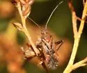Phytocoris adenostomae