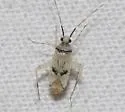 Phytocoris albellus