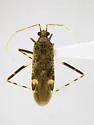 Phytocoris albicuneatus