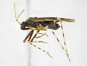 Phytocoris albicuneatus - photo 2