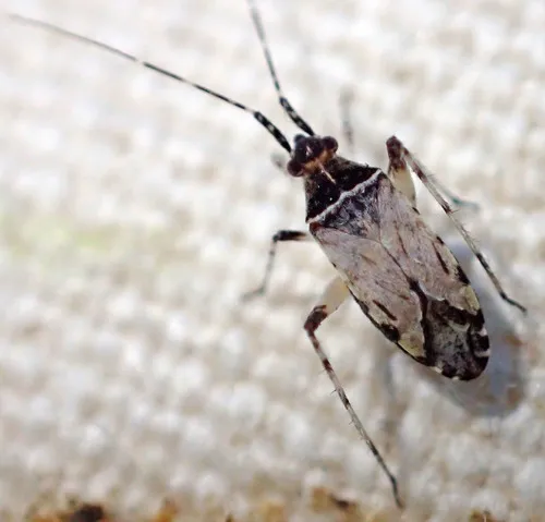 Phytocoris albidopictus