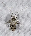 Phytocoris albifrons