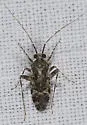 Phytocoris albifrons - photo 2