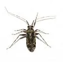 Phytocoris albifrons - photo 3