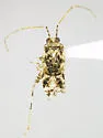 Phytocoris albifrons - photo 4