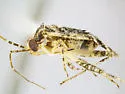 Phytocoris albifrons - photo 5