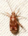 Phytocoris americanus