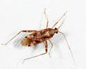 Phytocoris americanus - photo 2