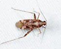 Phytocoris americanus - photo 3