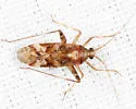 Phytocoris americanus - photo 4