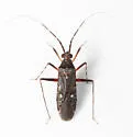 Phytocoris annulicornis - photo 2