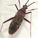 Phytocoris antennalis - Phytocoris antennalis