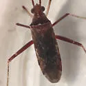 Phytocoris antennalis - photo 2
