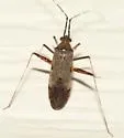 Phytocoris antennalis - photo 3