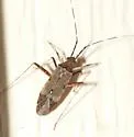 Phytocoris antennalis - photo 4