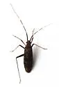 Phytocoris antennalis - photo 5