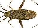 Phytocoris arizonensis - Phytocoris arizonensis