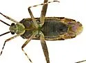 Phytocoris arizonensis - photo 2